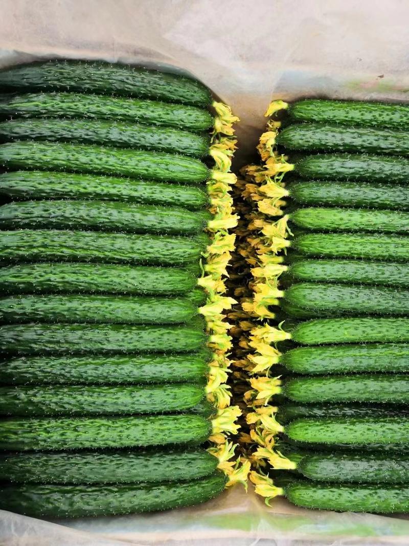 密刺黄瓜，顶花带刺，条直，25公分以上，有需要的可以联系