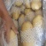 山东冷库荷兰十五土豆，v7货源充足，全国发货