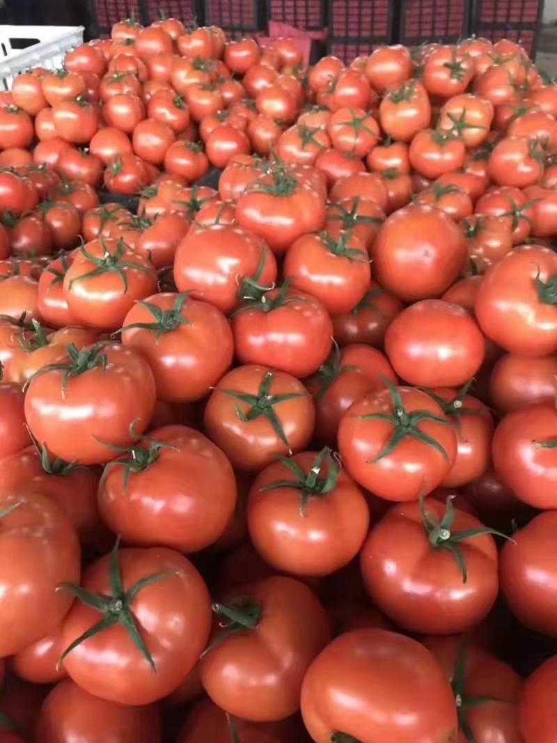 西红柿，果型好，有亮度，弧三以上，量大，有需要的可以联系