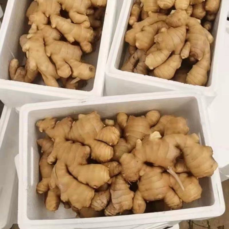 山东优质生姜大量有货产地直销，常年有货。