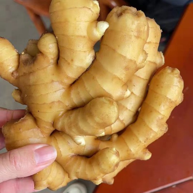 山东优质生姜大量有货产地直销，常年有货。