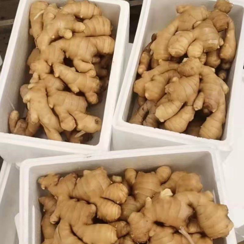 山东优质生姜大量有货产地直销，常年有货。