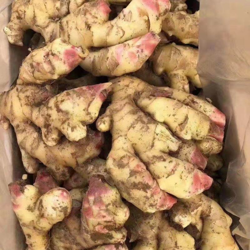 山东优质生姜大量有货产地直销，常年有货。