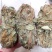 小扎金钱草干度好金钱草金钱草金钱草