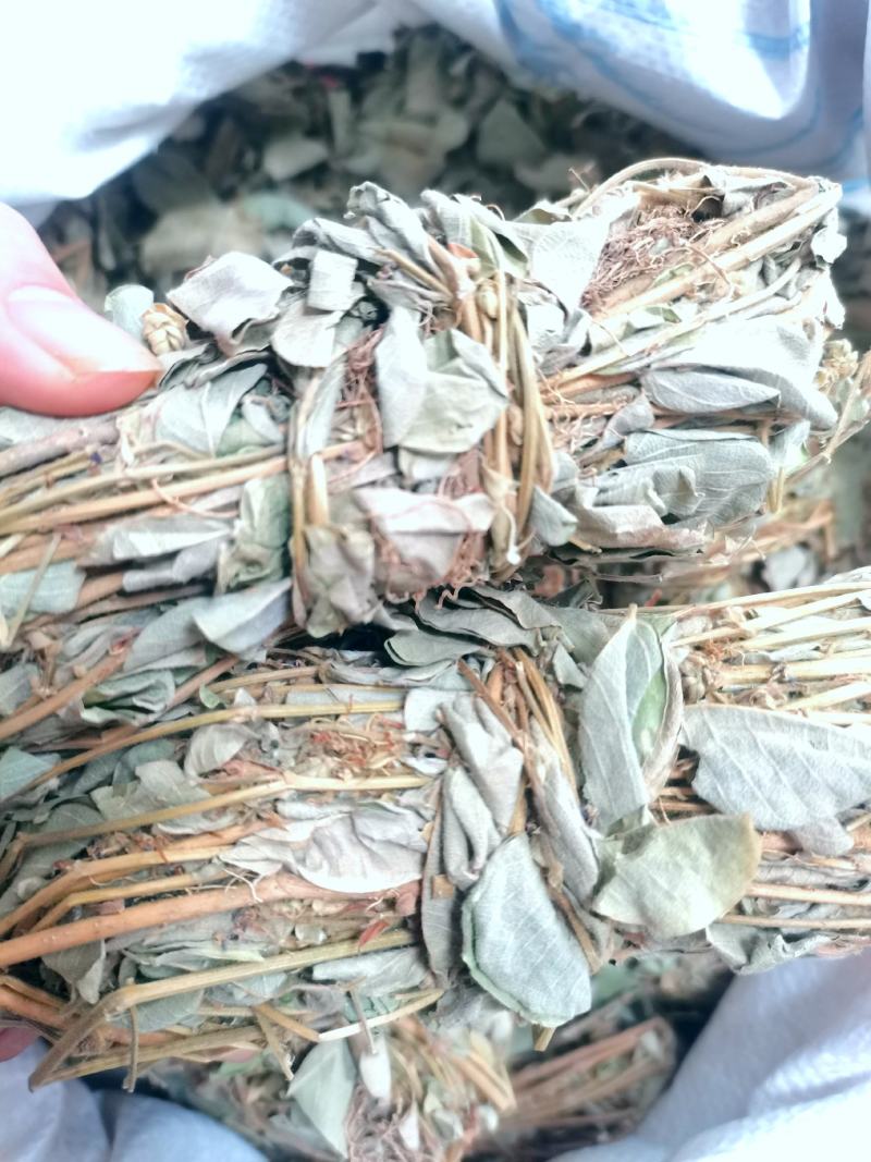 小扎金钱草干度好金钱草金钱草金钱草