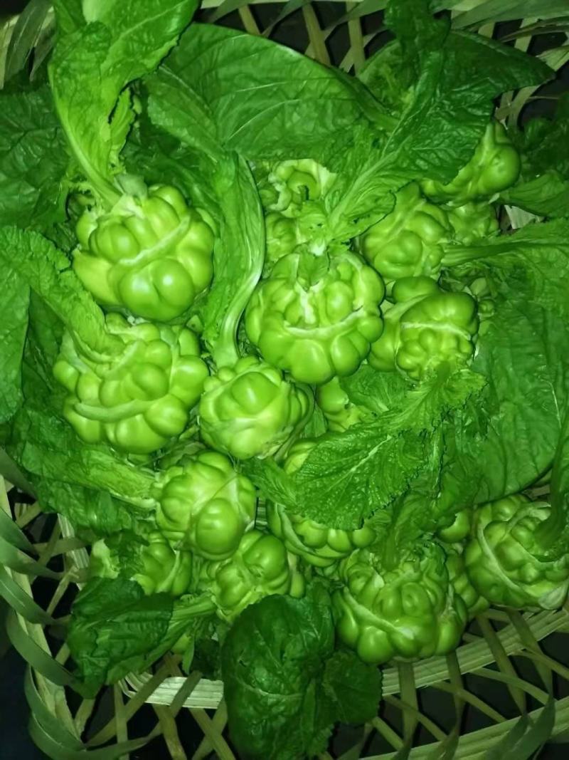 榨菜四川榨菜鲜榨菜基地大量有货有需要的老板联系