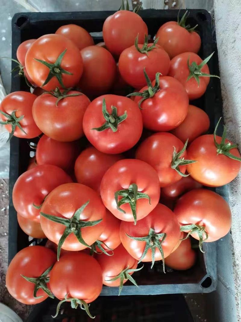西红柿，果型好，个头均匀，有亮度，有光泽，弧三以上