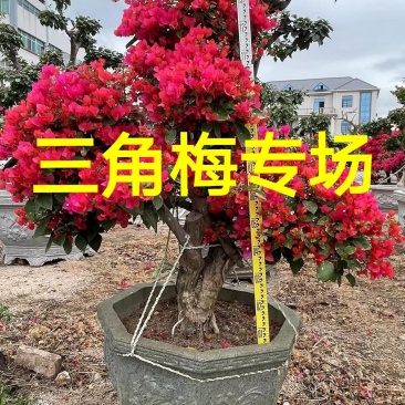 同安红三角梅盆景四季红三角梅九重葛勒杜鹃叶子花