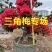 同安红三角梅盆景四季红三角梅九重葛勒杜鹃叶子花
