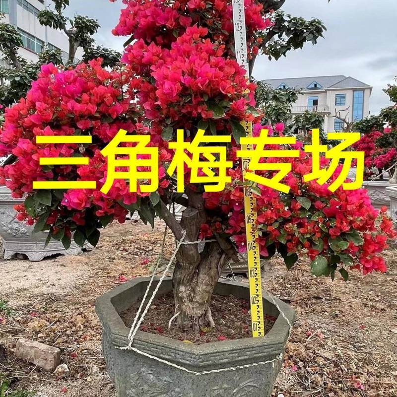 同安红三角梅盆景四季红三角梅九重葛勒杜鹃叶子花