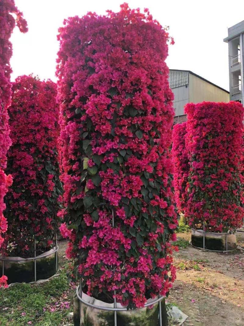 同安红三角梅盆景四季红三角梅九重葛勒杜鹃叶子花