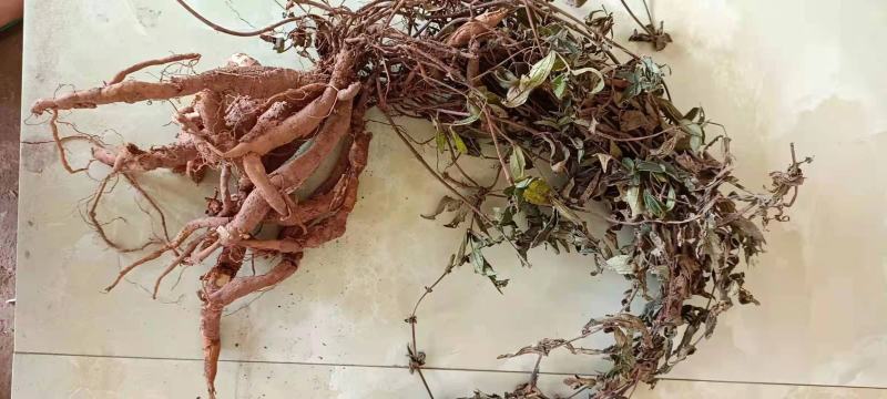 糯米滕、糯米团、雾水葛根、捆仙绳