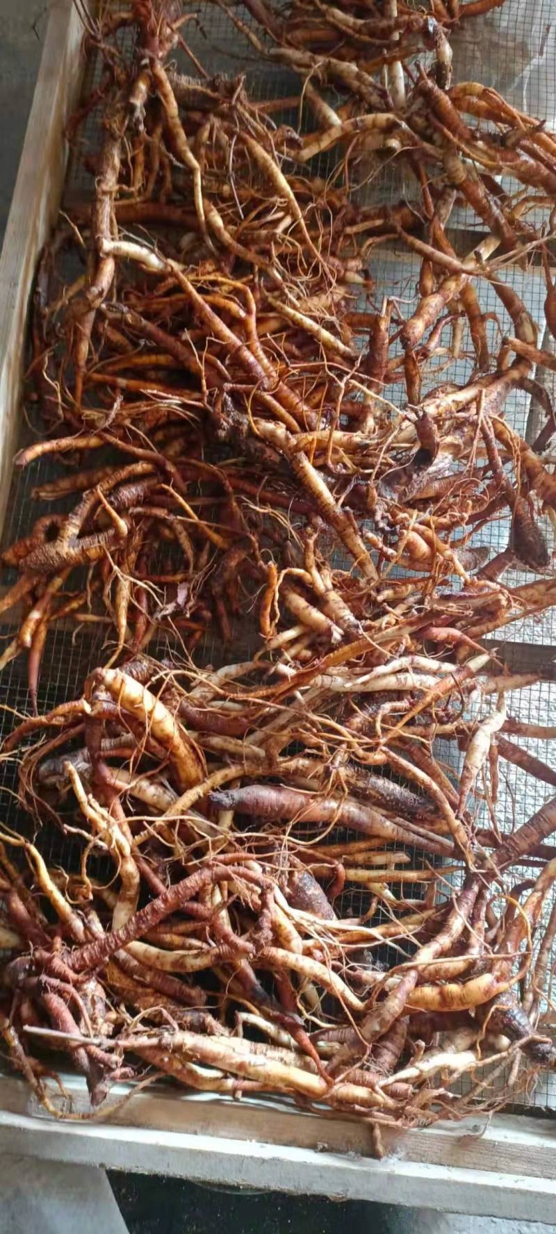 糯米滕、糯米团、雾水葛根、捆仙绳
