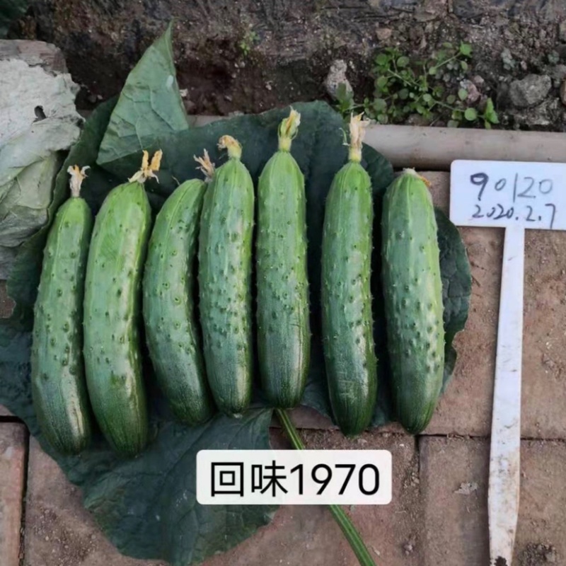 回味1970水果黄瓜种子辽宁强雌口感型黄瓜种子抗寒耐热