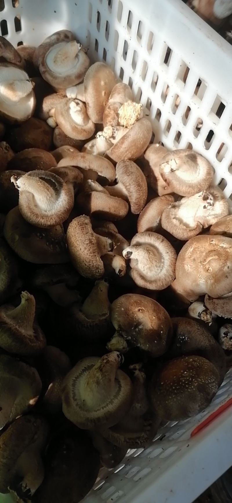 鲜香菇