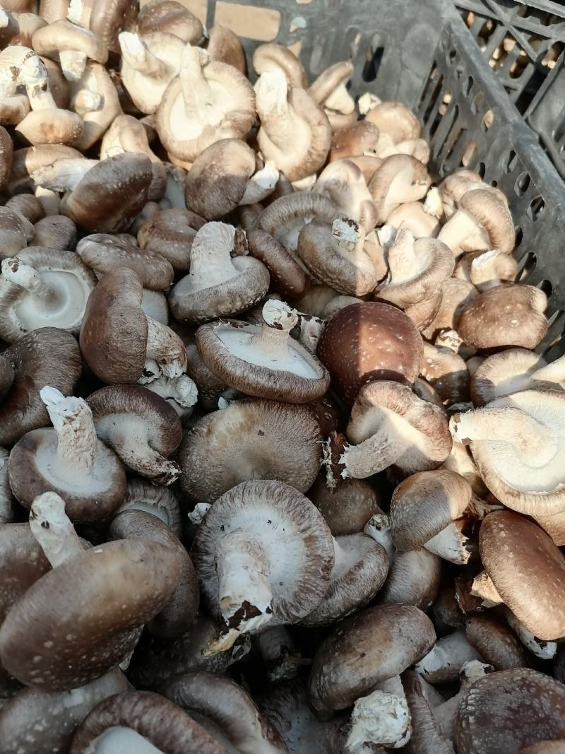 鲜香菇