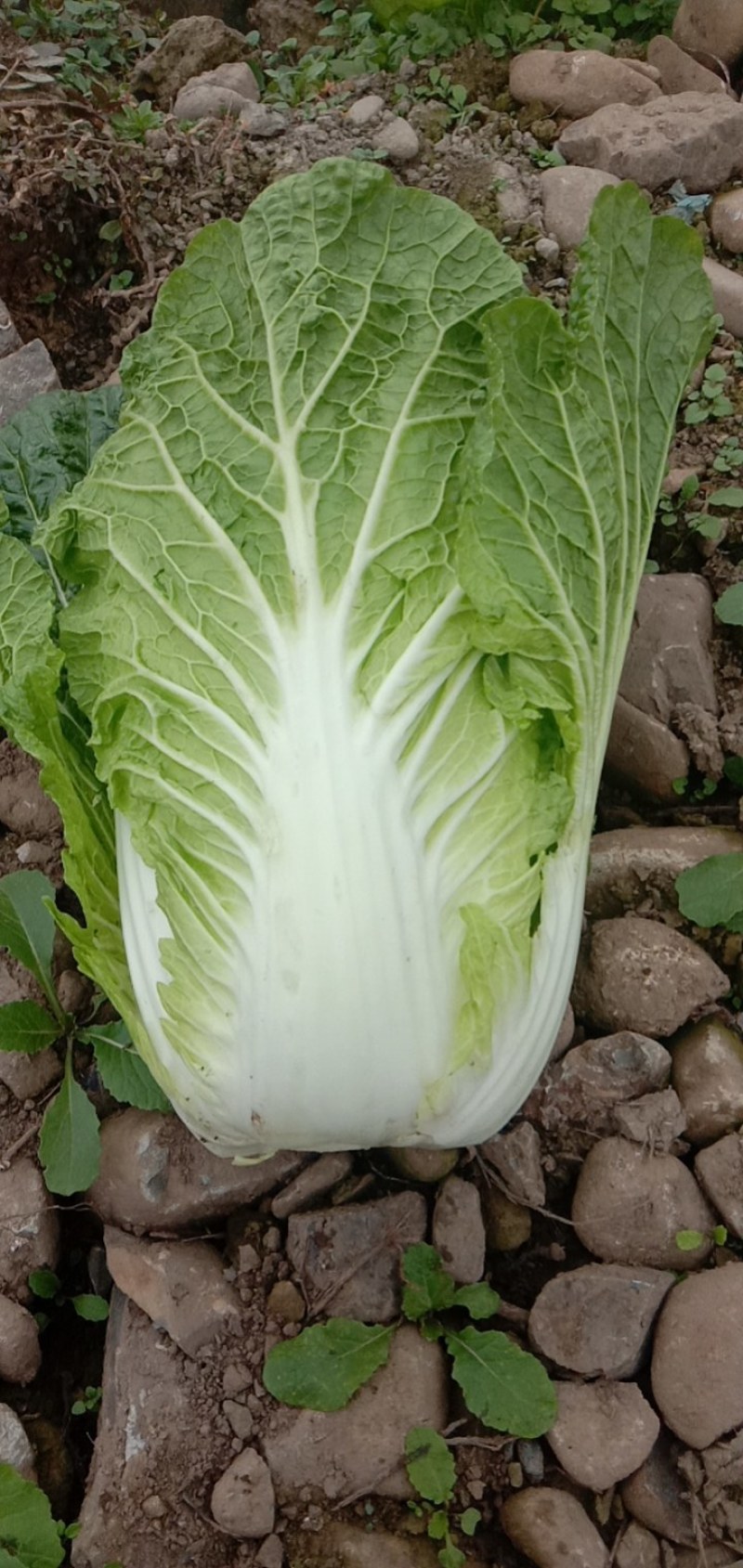 145黄心白菜，白菜大量出售，有意者请联系，价格可谈