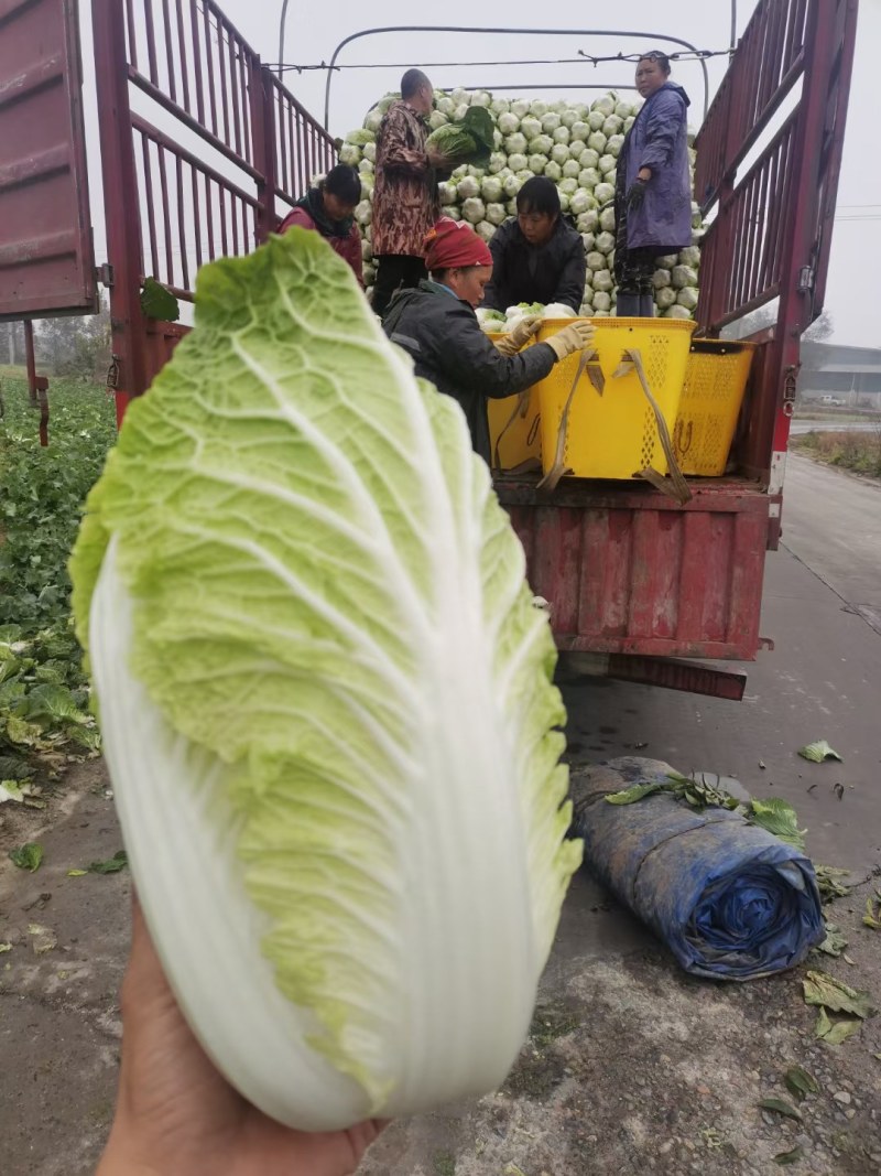 145黄心白菜，白菜大量出售，有意者请联系，价格可谈
