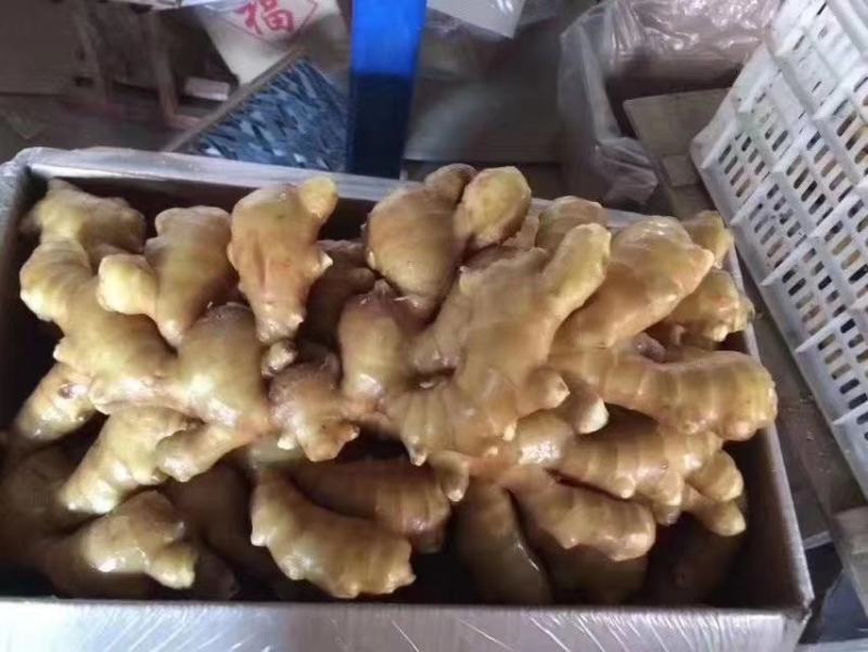 【实力】山东生姜块大辣味足产地供应对接出口代发代存