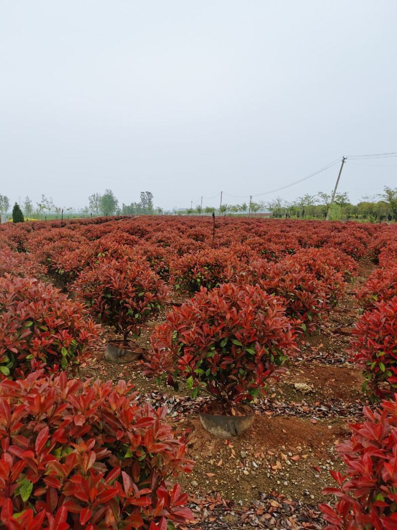 营养杯精品红叶石楠沭阳基地直供有需要新老客户光临考察