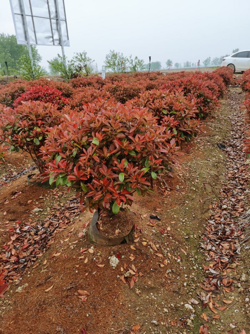 营养杯精品红叶石楠沭阳基地直供有需要新老客户光临考察