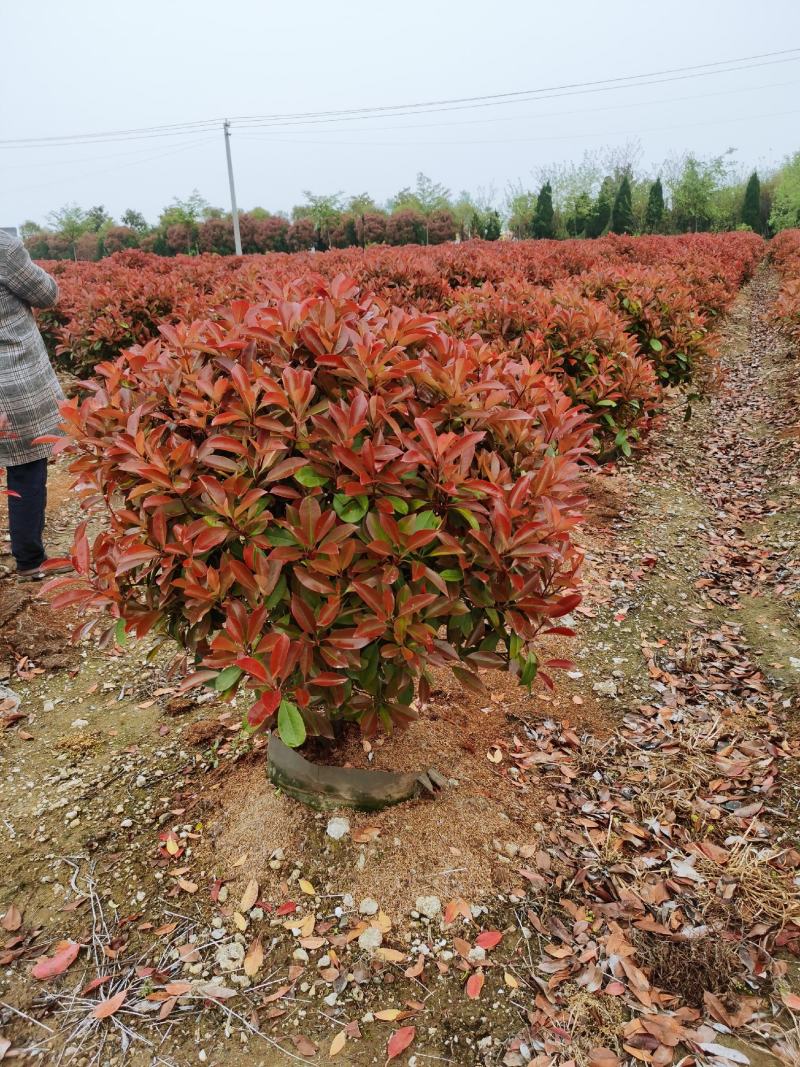 营养杯精品红叶石楠沭阳基地直供有需要新老客户光临考察