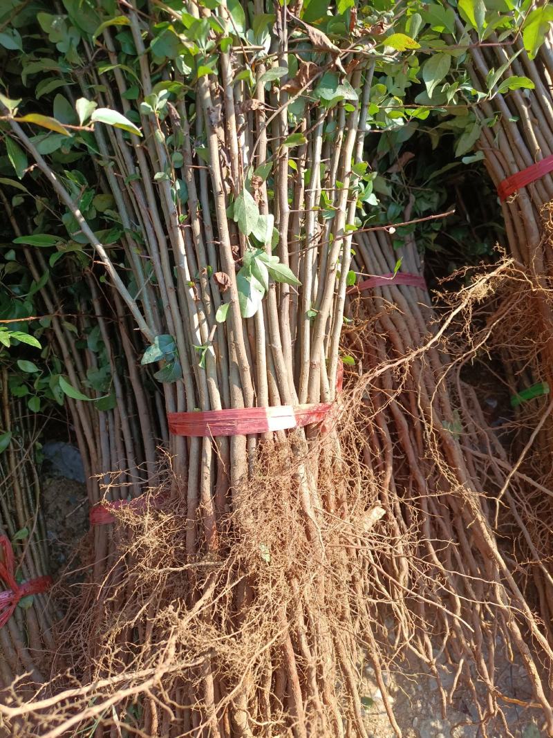 棠梨苗，棠梨苗，棠梨苗，鸟梨苗，野梨苗，