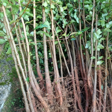 棠梨苗，棠梨苗，棠梨苗，鸟梨苗，野梨苗，