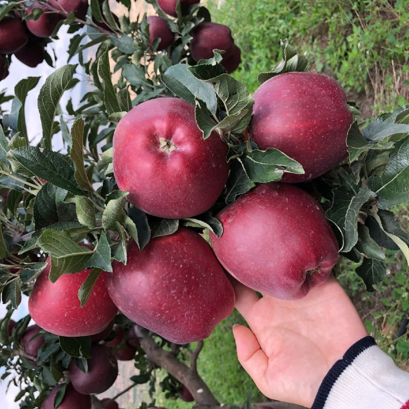 正宗天水花牛苹果新鲜蛇果一件代发新鲜水果