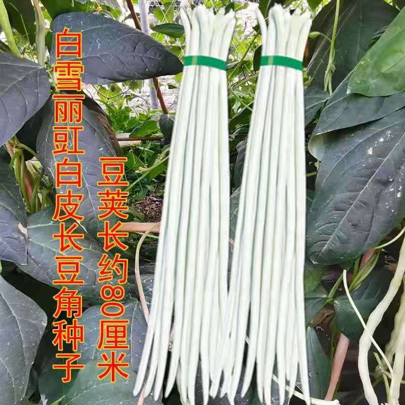 东方银龙白豇豆种子，荚长80米左右，荚纯白色，纤维少