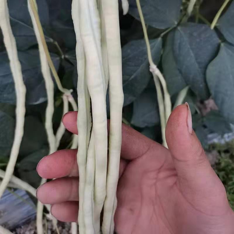 东方银龙白豇豆种子，荚长80米左右，荚条租壮，荚纯白色