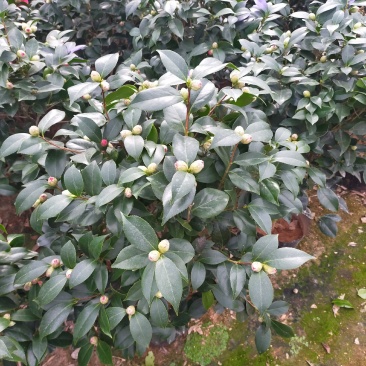 茶花盆栽六角大红，160～260杯各种规格