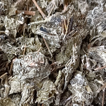 藤茶
