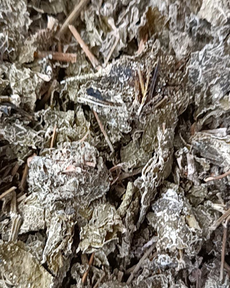 藤茶