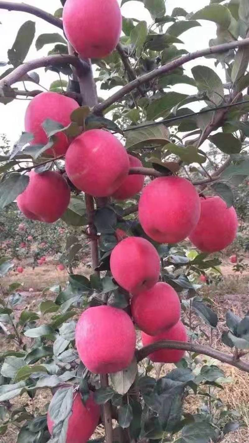 苹果树苗，红富土，国光，维纳斯苹果苗。