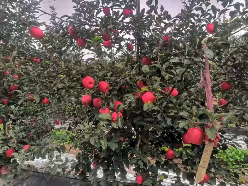 苹果树苗，红富土，国光，维纳斯苹果苗。