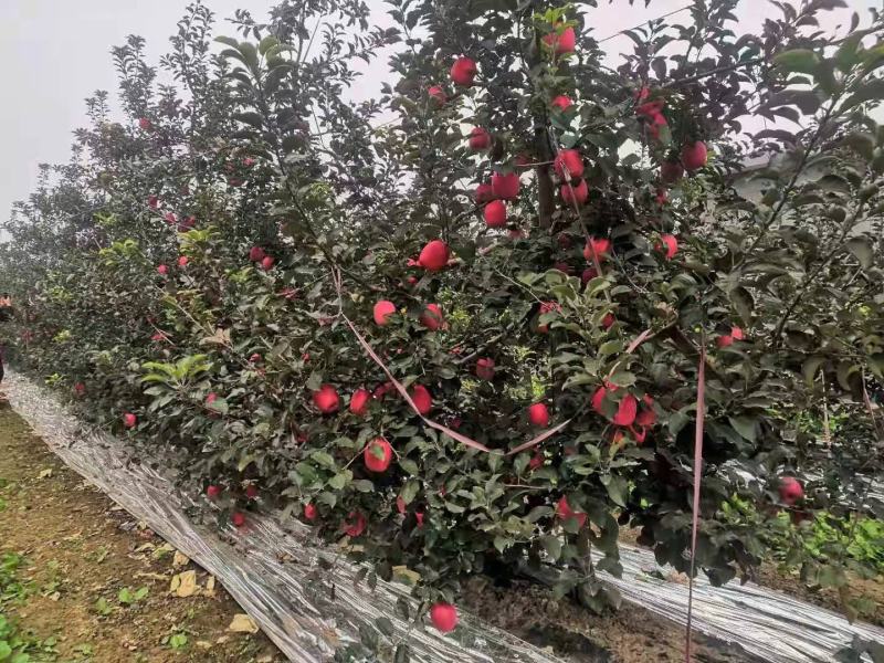 苹果树苗，红富土，国光，维纳斯苹果苗。