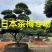 日本茶梅进口茶梅造型茶梅茶梅盆景一手货源