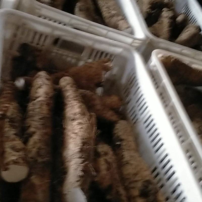 山药大落价牛腿山药扁产！