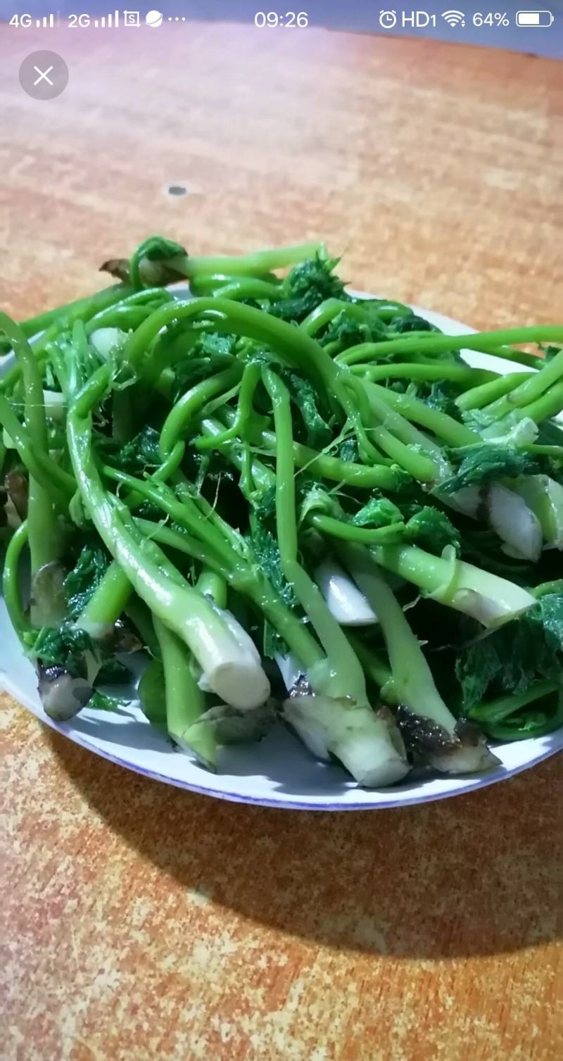 升麻干货