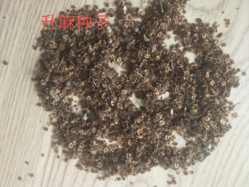 升麻干货