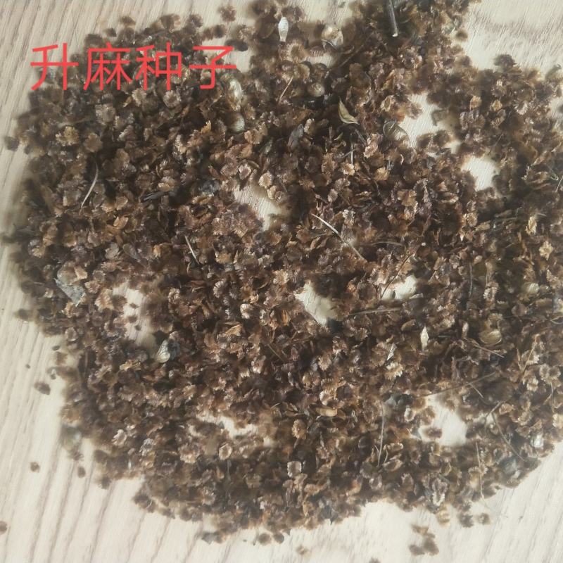 升麻干货