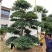 日本茶梅进口茶梅造型茶梅茶梅盆景一手货源