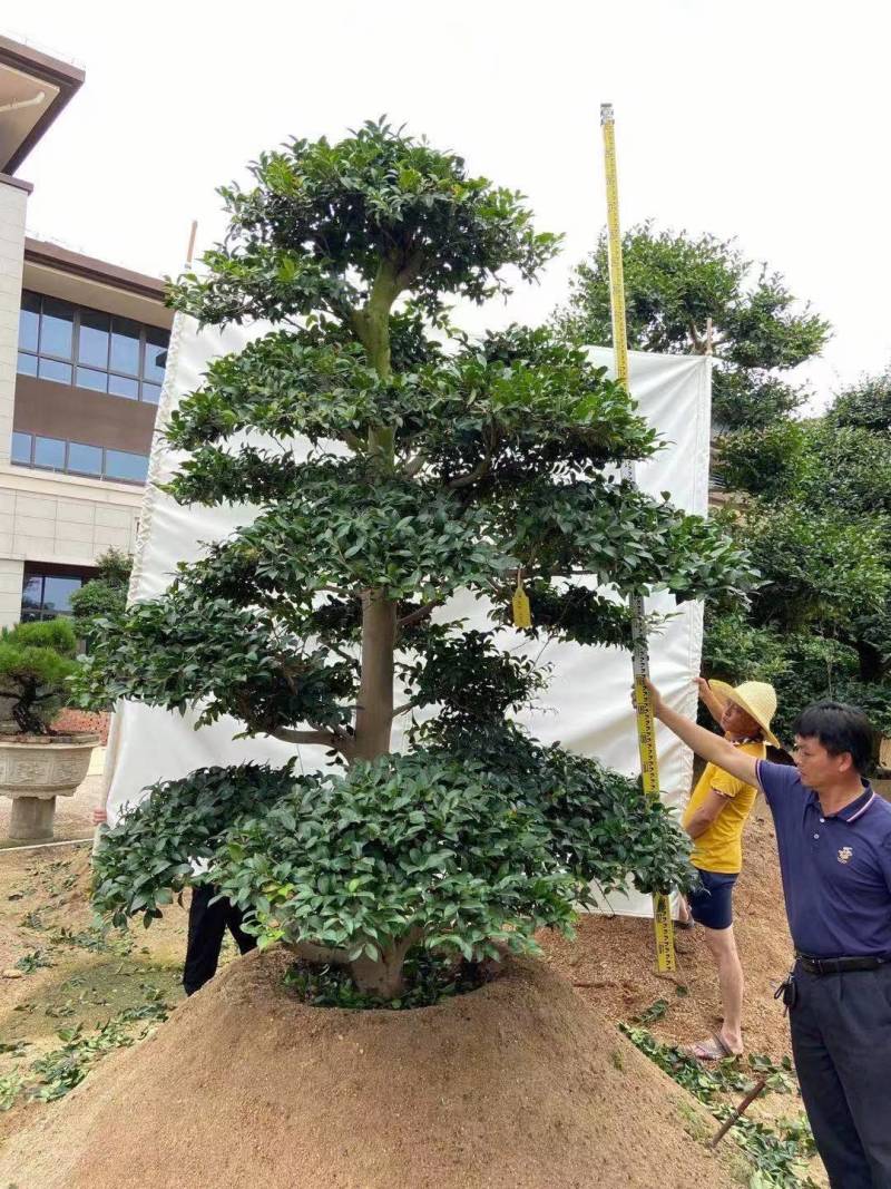 日本茶梅进口茶梅造型茶梅茶梅盆景一手货源