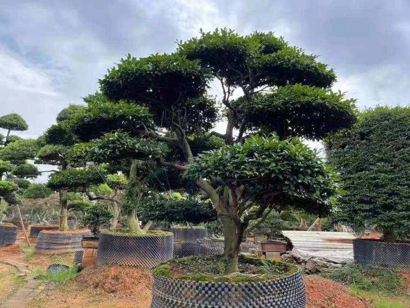 日本茶梅进口茶梅造型茶梅茶梅盆景一手货源