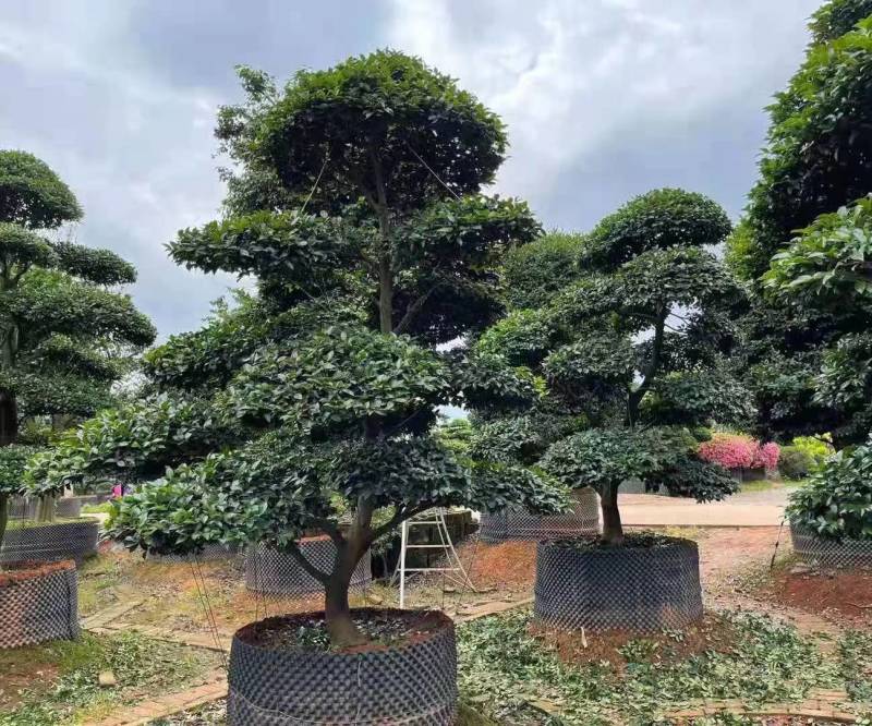 日本茶梅进口茶梅造型茶梅茶梅盆景一手货源