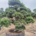 日本茶梅进口茶梅造型茶梅茶梅盆景一手货源