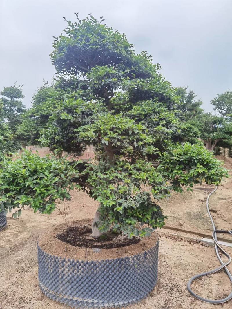 日本茶梅进口茶梅造型茶梅茶梅盆景一手货源