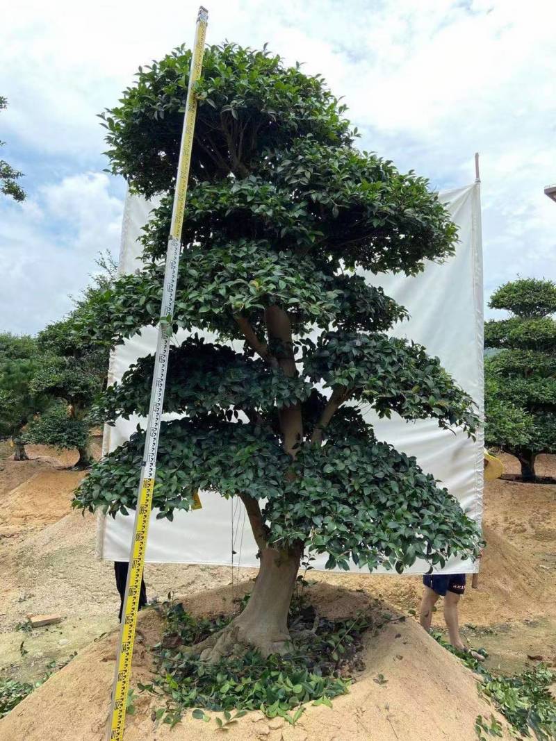 日本茶梅进口茶梅造型茶梅茶梅盆景一手货源