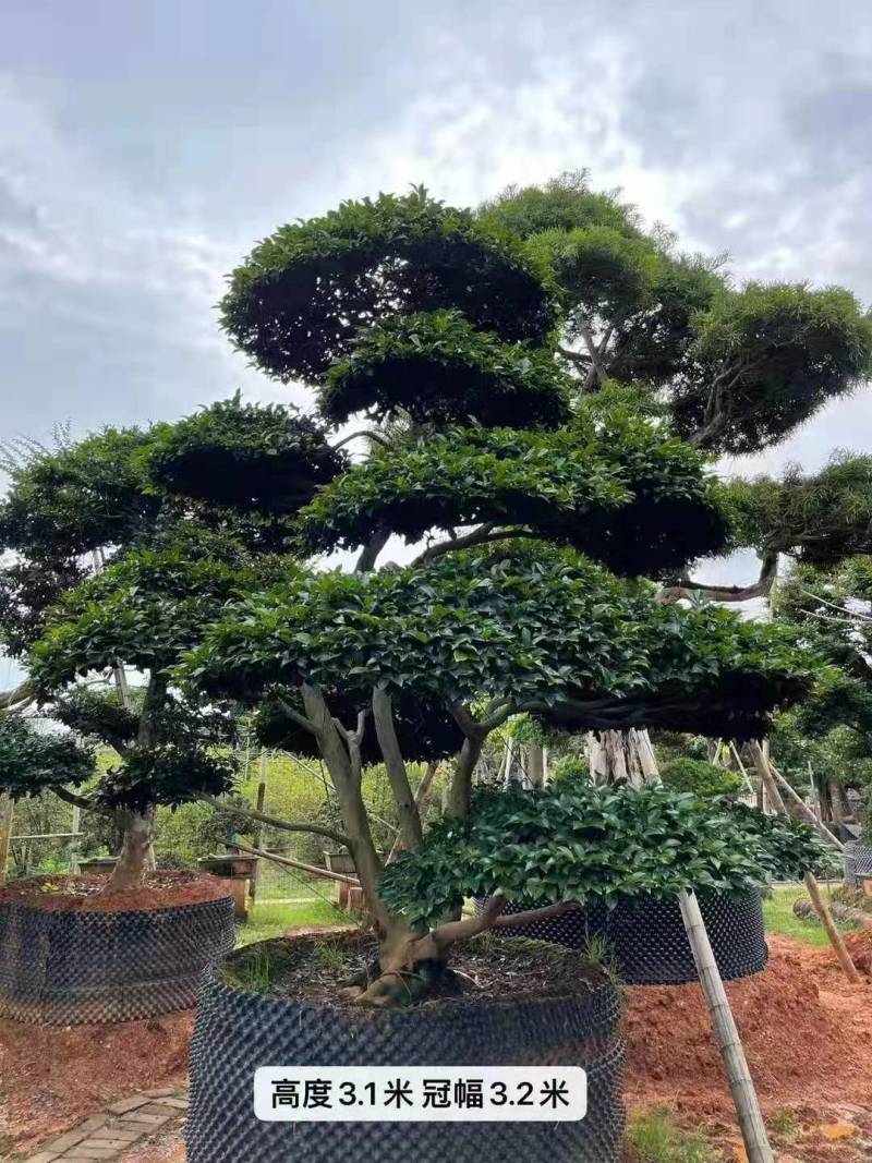 日本茶梅进口茶梅造型茶梅茶梅盆景一手货源